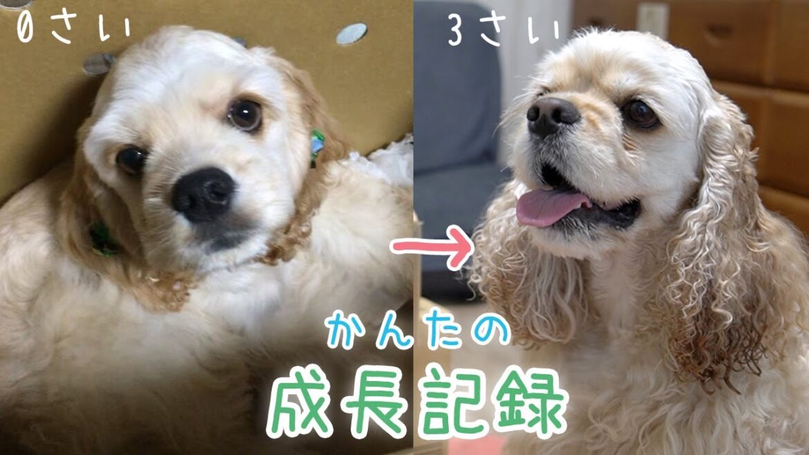 【成長記録】アメリカンコッカースパニエル子犬から成犬までのまとめ