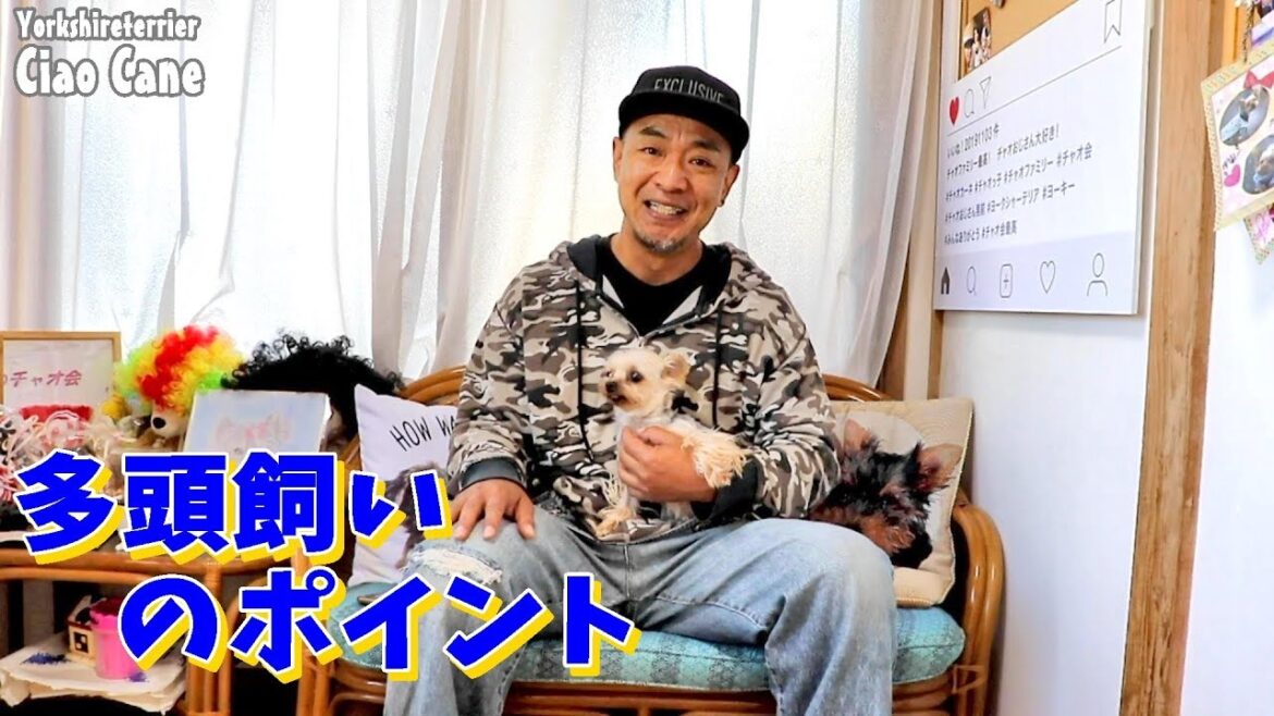 チャオおじさんに聞いてみよう【多頭飼いについて】【ヨークシャーテリア専門犬舎チャオカーネ】