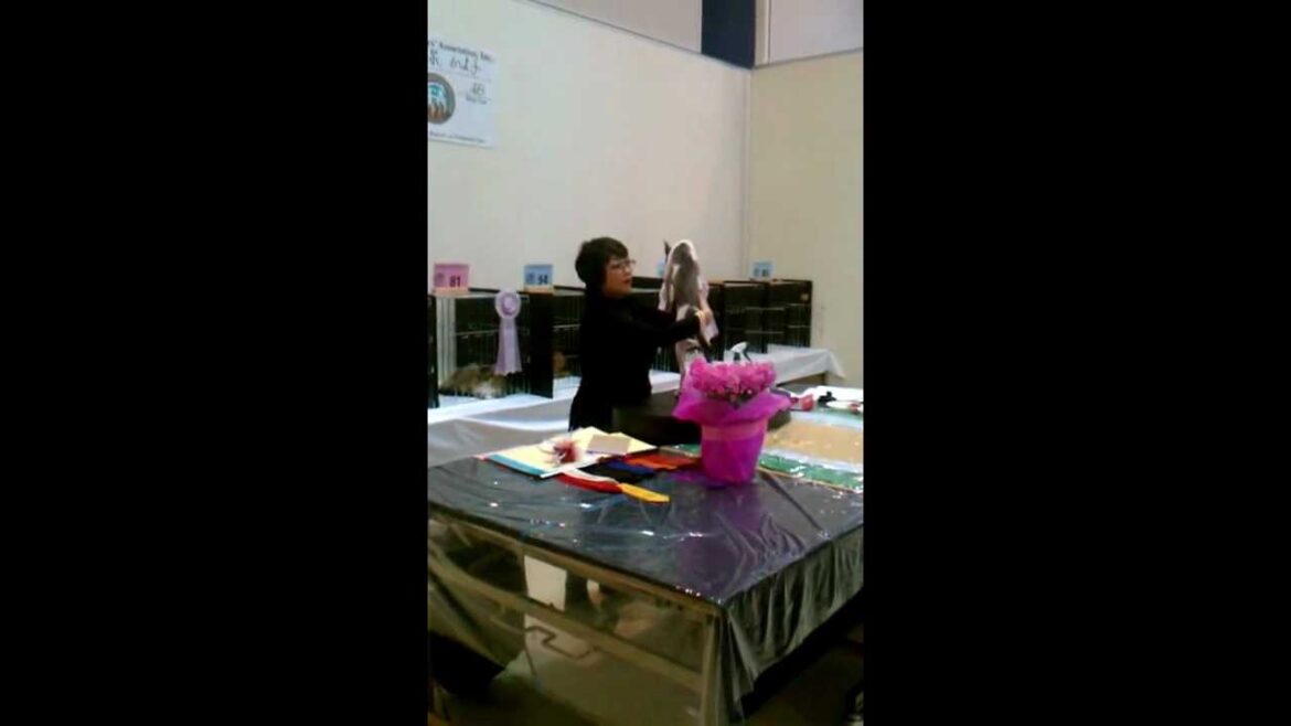 CFA cat show Feb 18, 2012