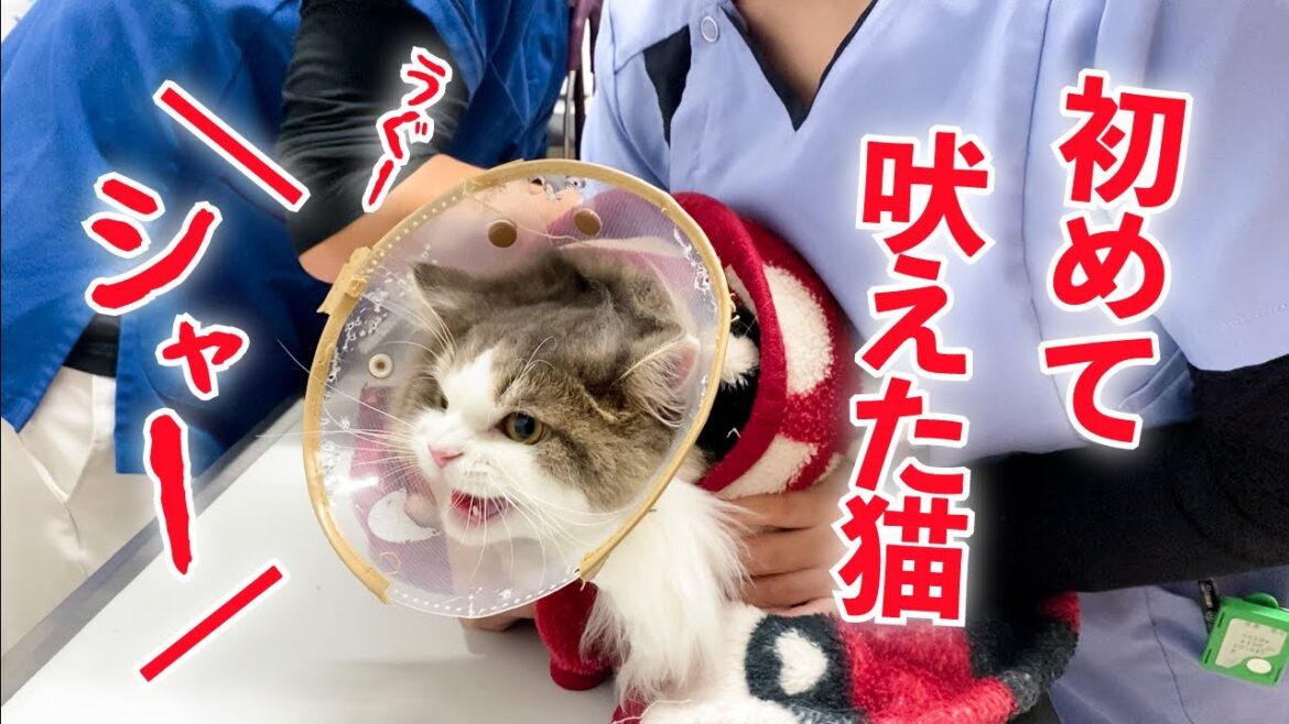 1歳になった猫が病院で初めてのシャー、お尻をツネられるなんて聞いてにゃい！