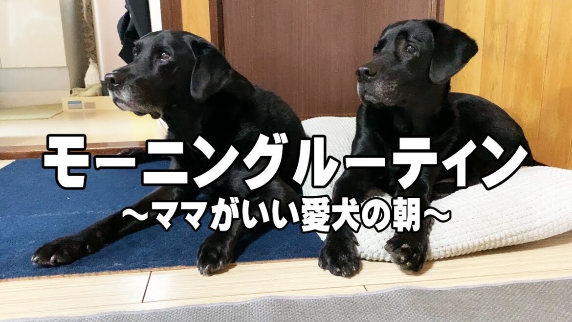 パパよりママがいいラブラドールレトリバーのモーニングルーティン