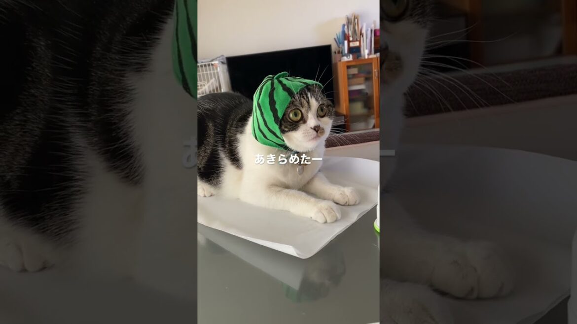 マンチカン猫のラピちゃん　かぶりものでブサイクに…笑笑