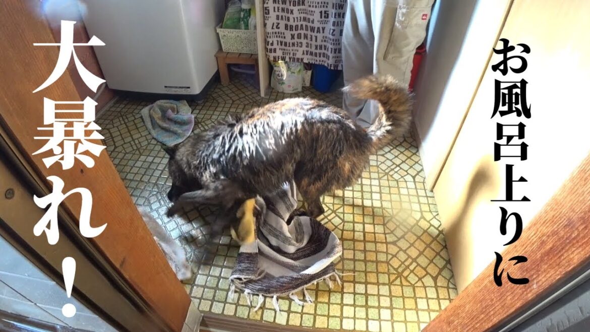 甲斐犬をお風呂に入れたら思っていたのと違う反応だった【甲斐犬・柴犬】