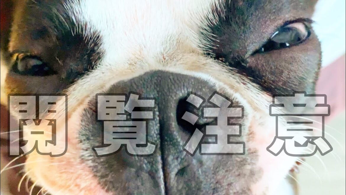 閲覧注意wwwwボストンテリアを嫌いにならないで下さい。