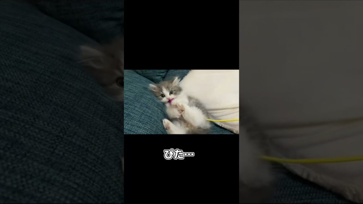 けりけりする子猫が愛おしい【ラガマフィン】