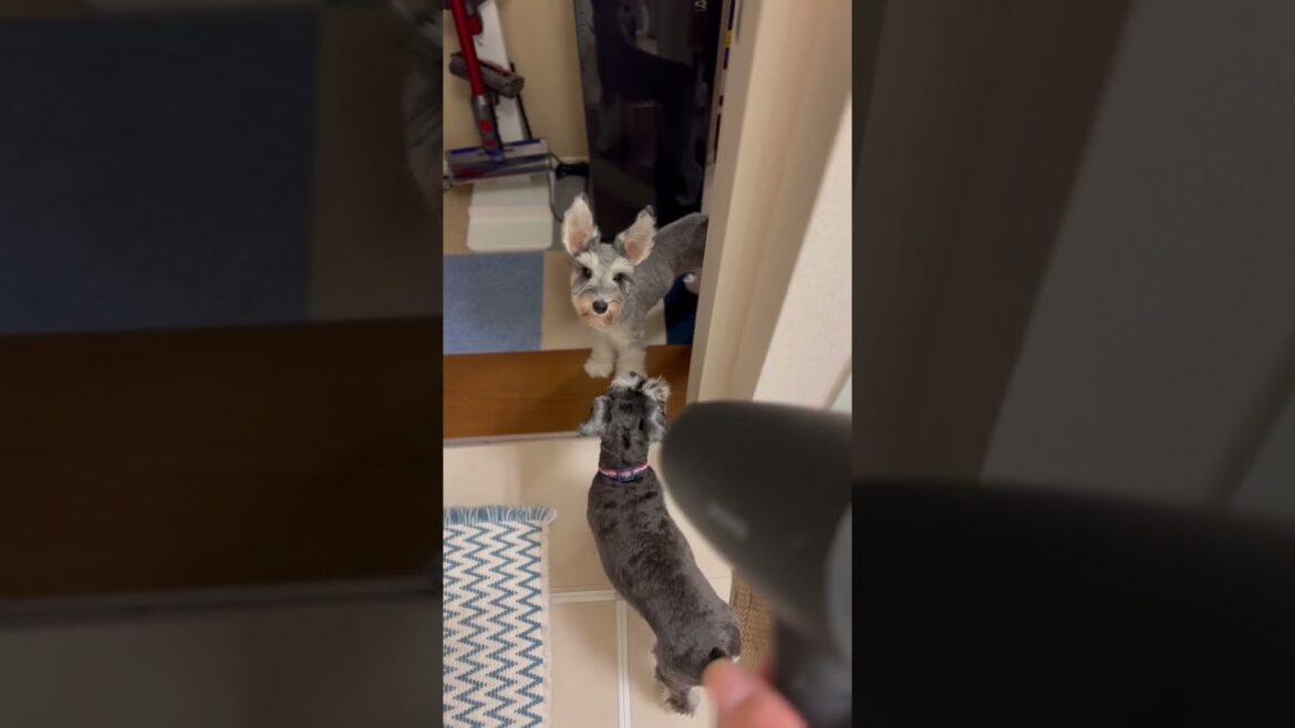 【シュナウザー多頭飼い】ドライヤーを浴びにくるいぬ達 #shorts