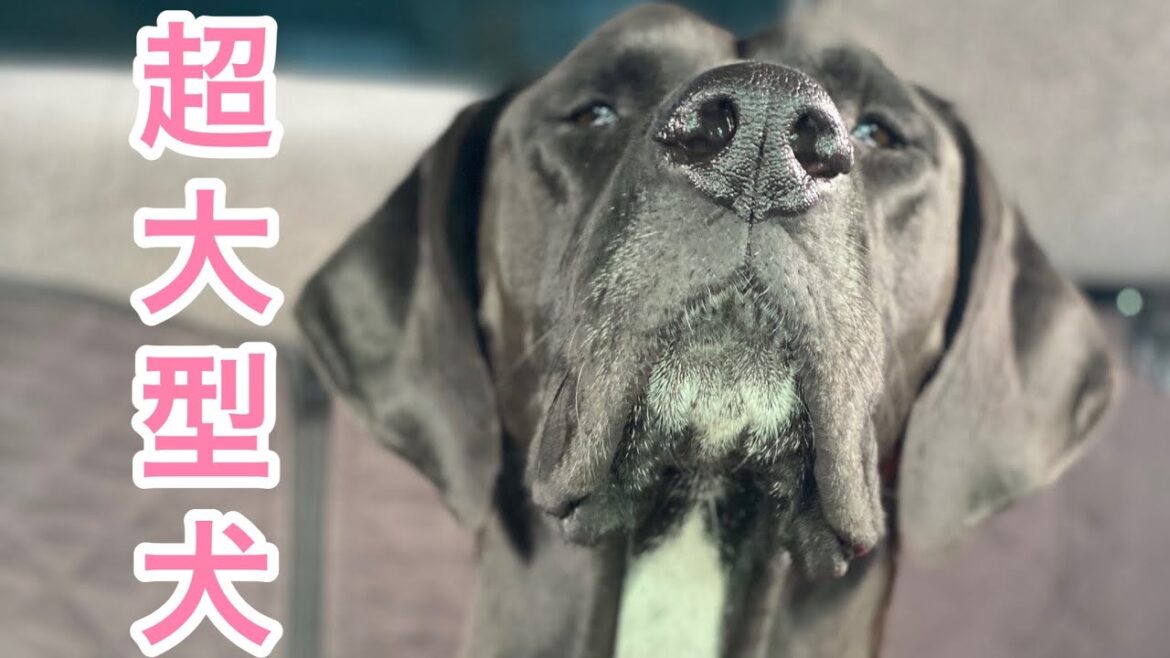 超大型犬 お出かけ🗻 グレートデン クィーンちゃん🐕‍🦺 ニューファンドランド ボス君 渡辺ボス 多頭飼育 可愛い 大きい 犬好き