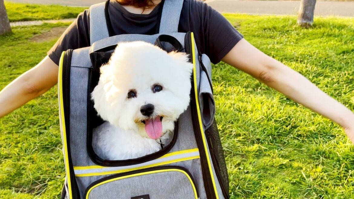 ビションフリーゼのいる暮らしはこんなにも幸せです。