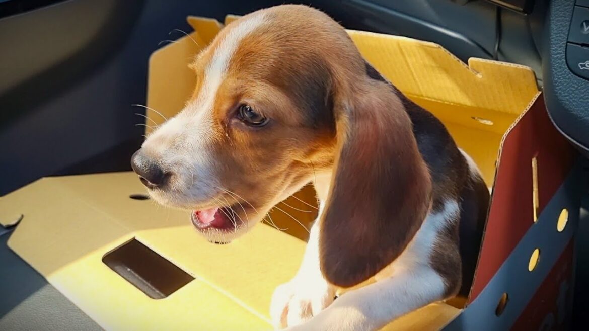 ビーグルの子犬が我が家にやって来ました