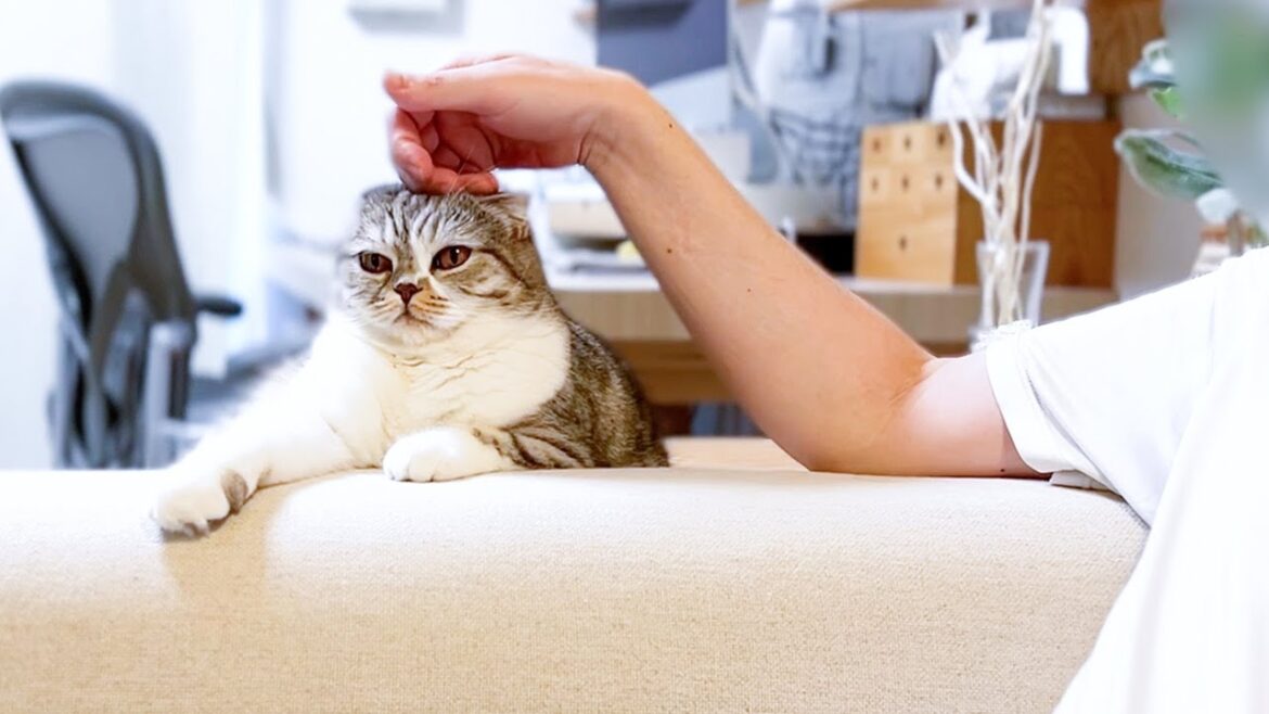 パパとママとで明らかに態度が違う猫［スコティッシュフォールド］