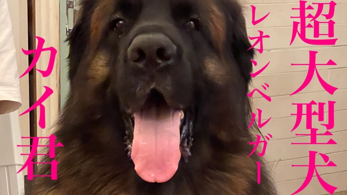 レオンベルガー　カイ君のボール遊び
