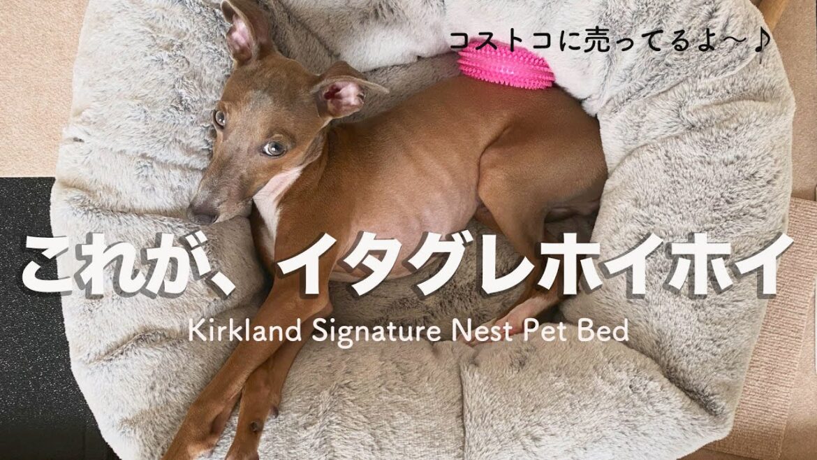 念願のイタグレホイホイが、想像以上に最高だった！【Day21】