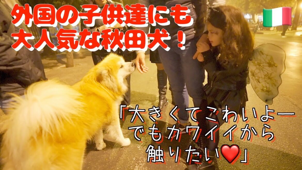 Akita dog is very popular among foreign children who see it for the first time!