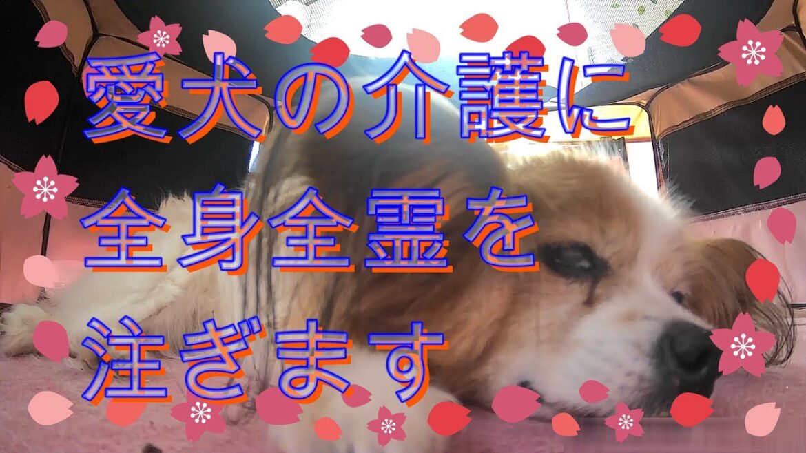 【老犬介護】愛犬を全力で介護します　パピヨン17歳 女の子
