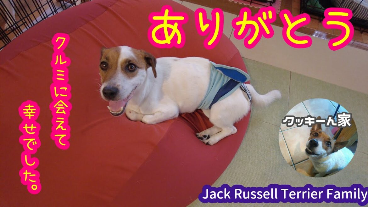 【観覧注意】Vlog#05 最後まで頑張ったクルミ。【ジャックラッセルテリア】【多頭飼い】 【観覧注意】Vlog#05 最後まで頑張ったクルミ。【ジャックラッセルテリア】【多頭飼い】