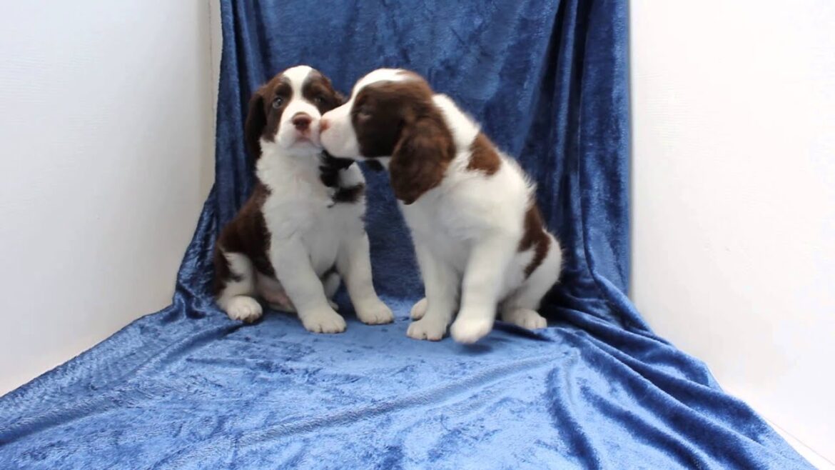 イングリッシュスプリンガースパニエル子犬（4/21日生れ）｜子犬販売Smile-1【スマイルわん】｜関東・栃木県ブリーダー