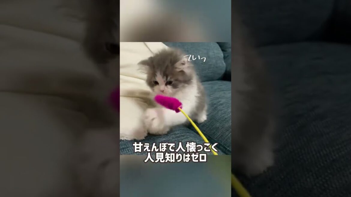 我が家の天使をご紹介します【ラガマフィン】 我が家の天使をご紹介します【ラガマフィン】