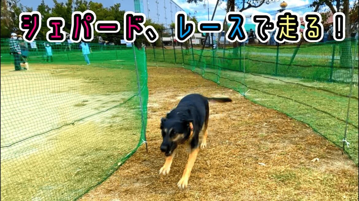 【ジャーマンシェパード】犬イベントでレースに初出場しました！【German Shepherd】 My Dog Participates In A Dog Race!