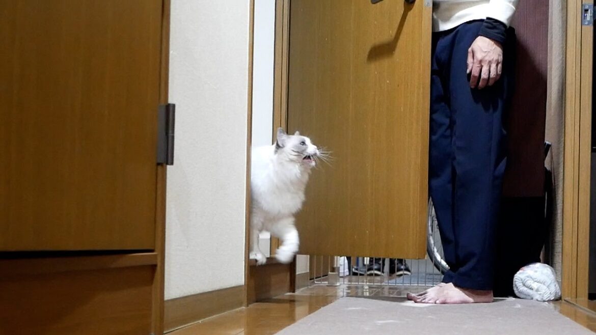 立て籠もって出てこないラグドールに『魔法のコトバ』を言ってみたら…