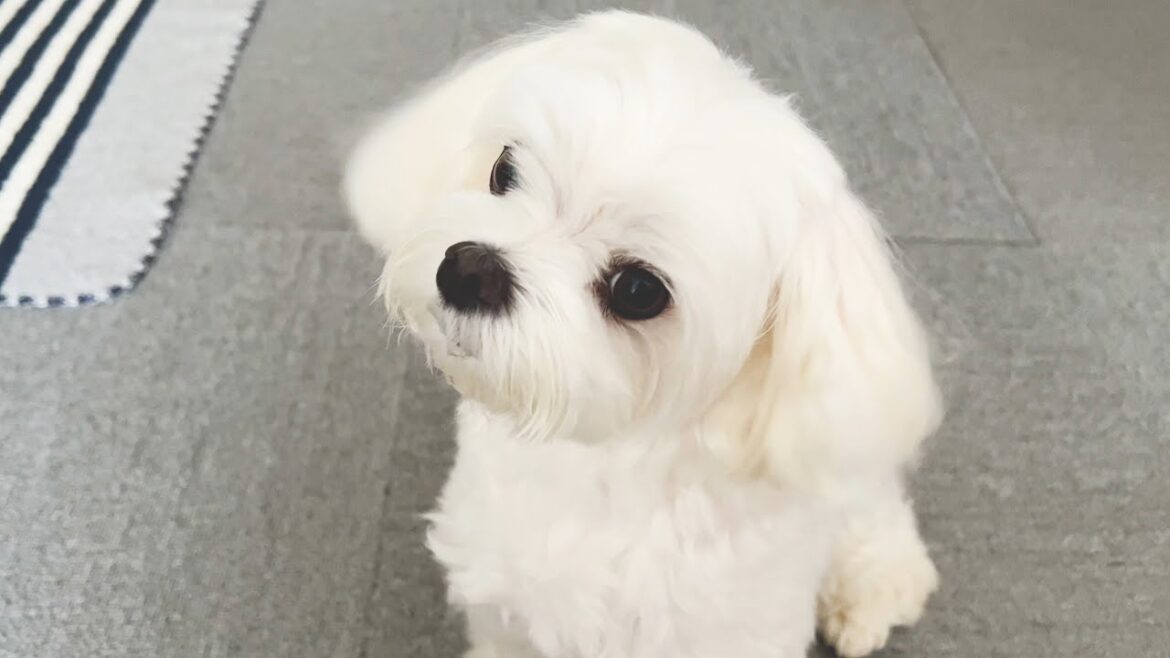 飼い主が旅行に行こうとしたら愛犬がブチギレてしまいました【マルチーズ】