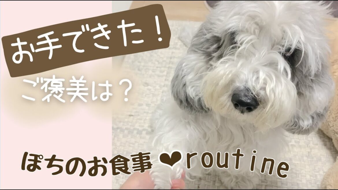 【FEEDING ROUTINE】プチバセットの手作りごはん これでお腹の調子はバッチリ