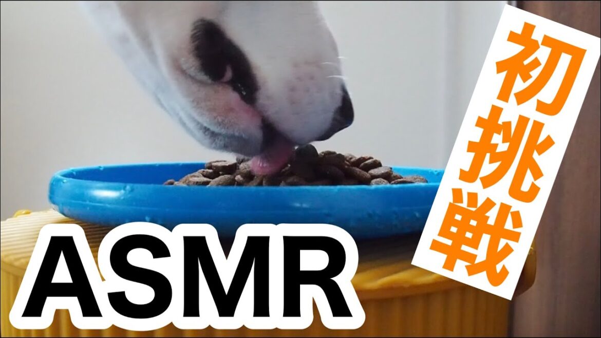 【ASMR】ダルメシアン２頭がドッグフードをカリカリする咀嚼音。＃咀嚼音#犬#音フェチ