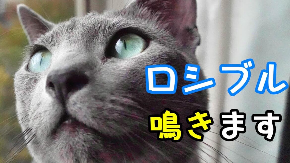 ロシアンブルーって鳴くの?鳴いてもカワイイ【ロシアンブルー】 ロシアンブルーって鳴くの?鳴いてもカワイイ【ロシアンブルー】
