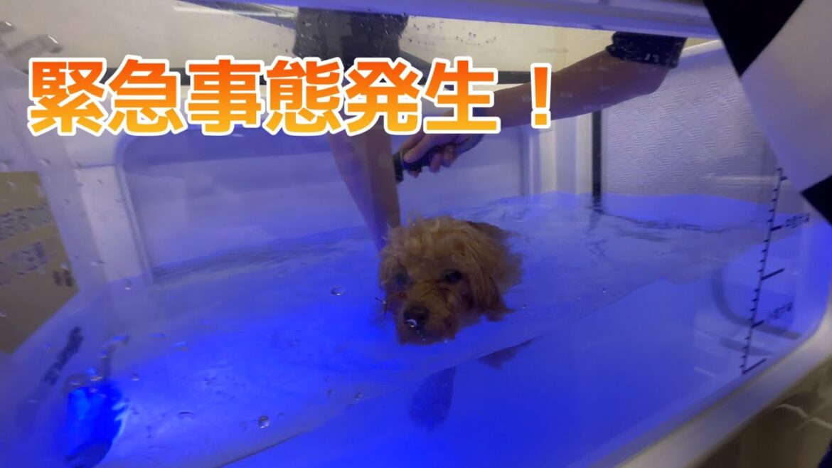 犬専用のマイクロバブル風呂に愛犬を連れて行ったら凄すぎた！　が【緊急事態発生】【トイプードル】