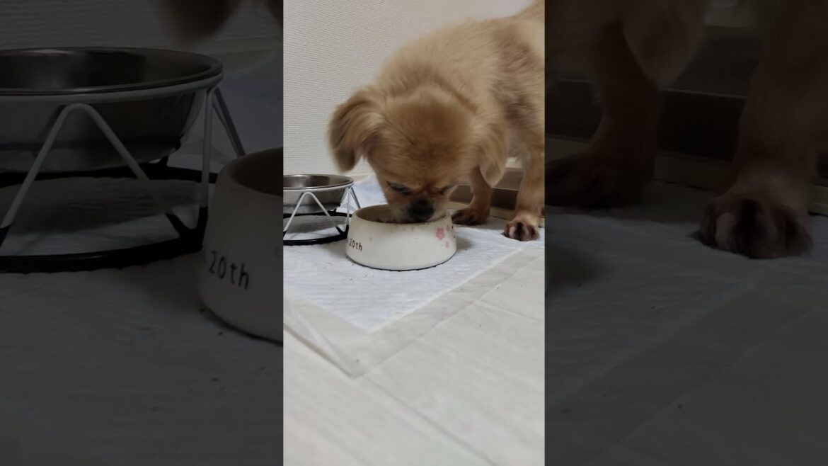 じょんじょんゴハン #チベタンスパニエル