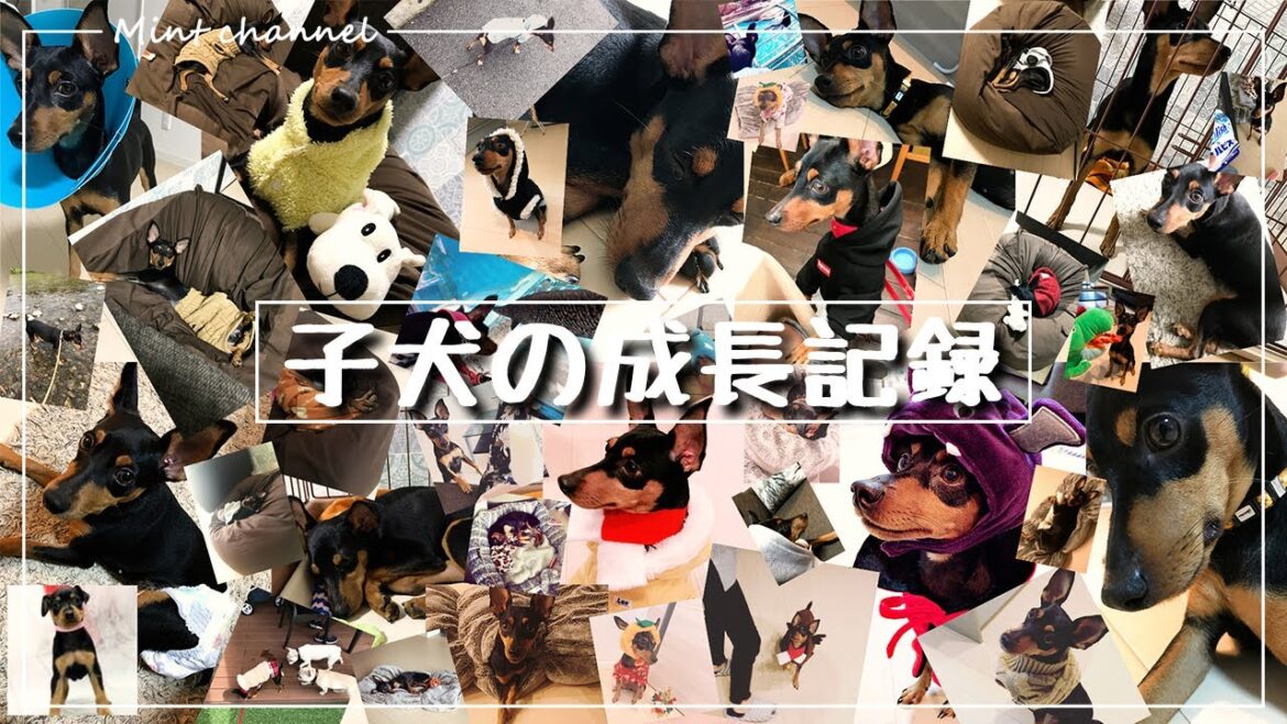 【まとめ】売れ残りだった子犬の成長記録～2歳頃まで【ミニチュアピンシャー】【ミニピン】【Dog】