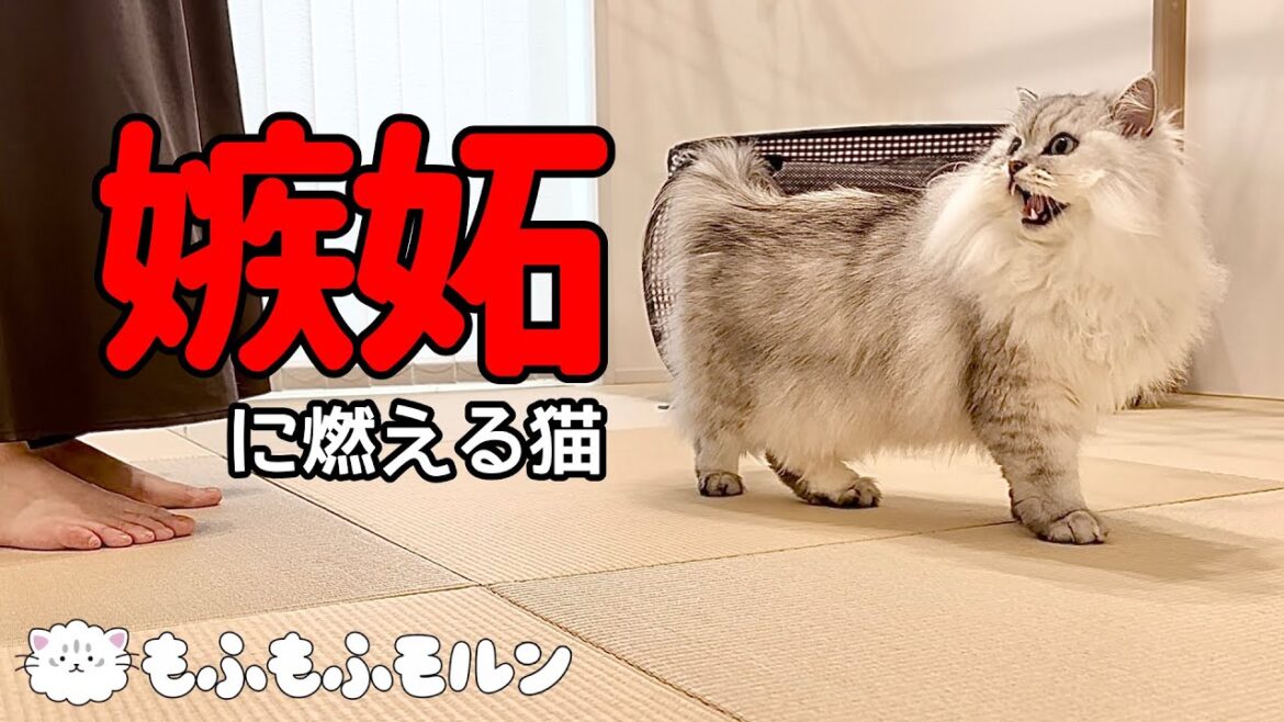 電話にお母さんを取られた猫が起こした行動は？ 【サイベリアン】