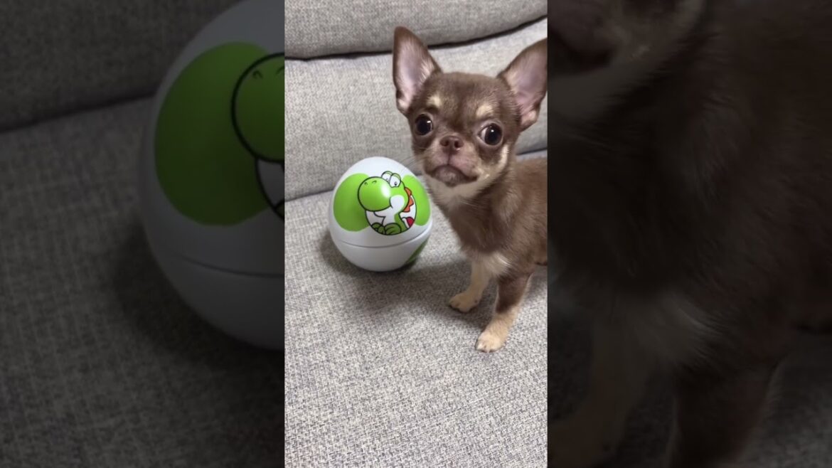 最後にヨッシーの真似をするチワワ #shorts #chihuahua #チワワ