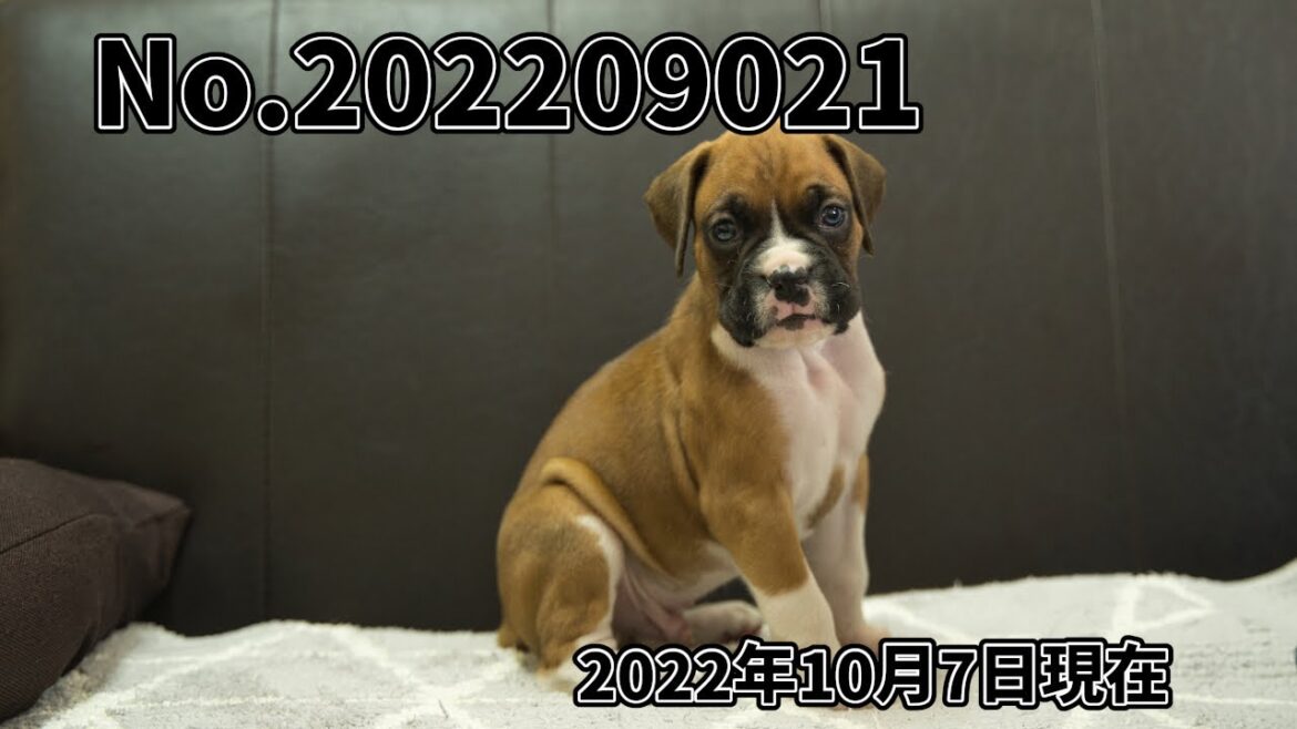 ボクサー犬の子犬販売 No.bo202209021 静岡県浜松市のブリーダー 2022年9月2日生 10月7日現在 ボクサー犬の子犬販売 No.bo202209021 静岡県浜松市のブリーダー 2022年9月2日生 10月7日現在
