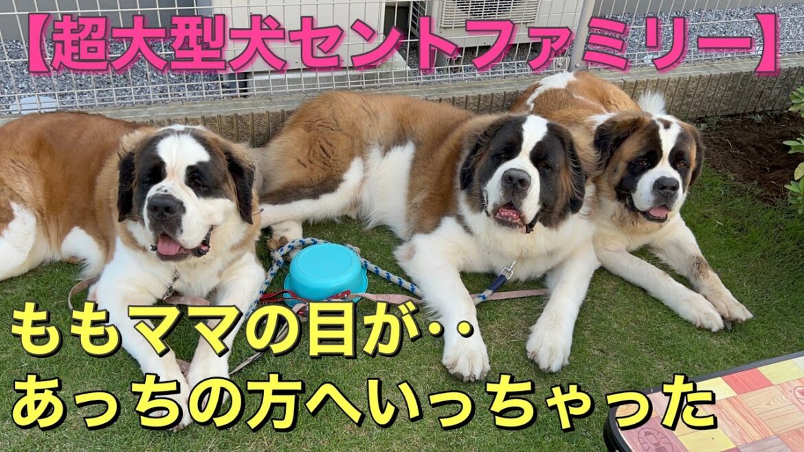 【超大型犬セントファミリー】セントバーナードももママのお目目が・・・あっちの方へいっちゃったよ(･_･;