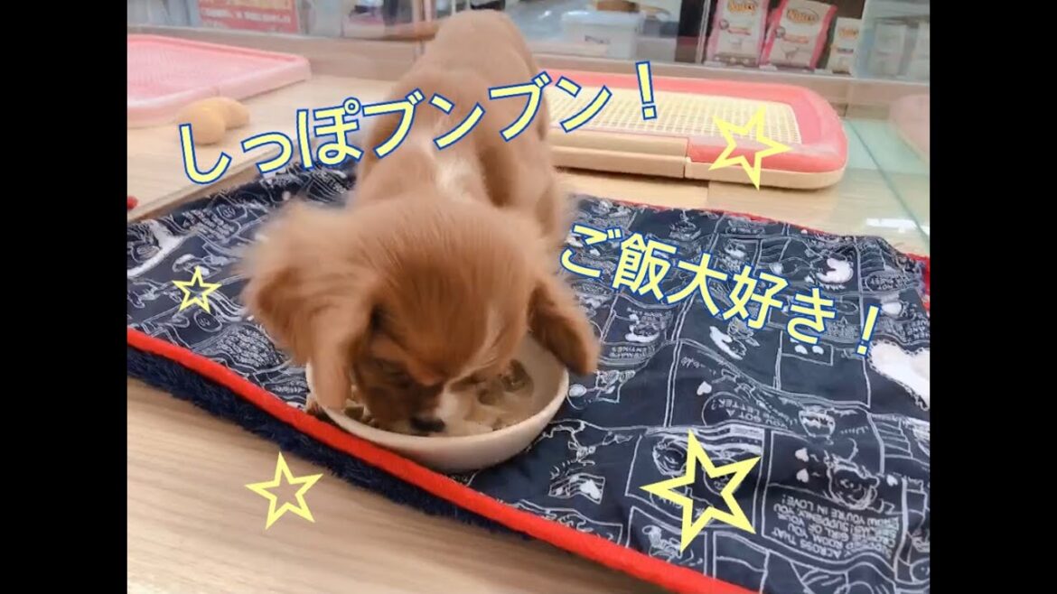 【キャバリア・キングチャールズ・スパニエル】ご飯大好きキャバリア君！