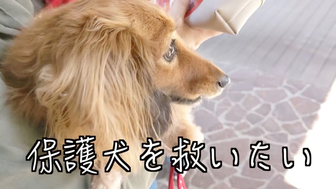 【素敵な出会い】保護犬を救うために無力な私達にできる事ってなんだろう?【カニンヘンダックスえびすの日常】 【素敵な出会い】保護犬を救うために無力な私達にできる事ってなんだろう?【カニンヘンダックスえびすの日常】