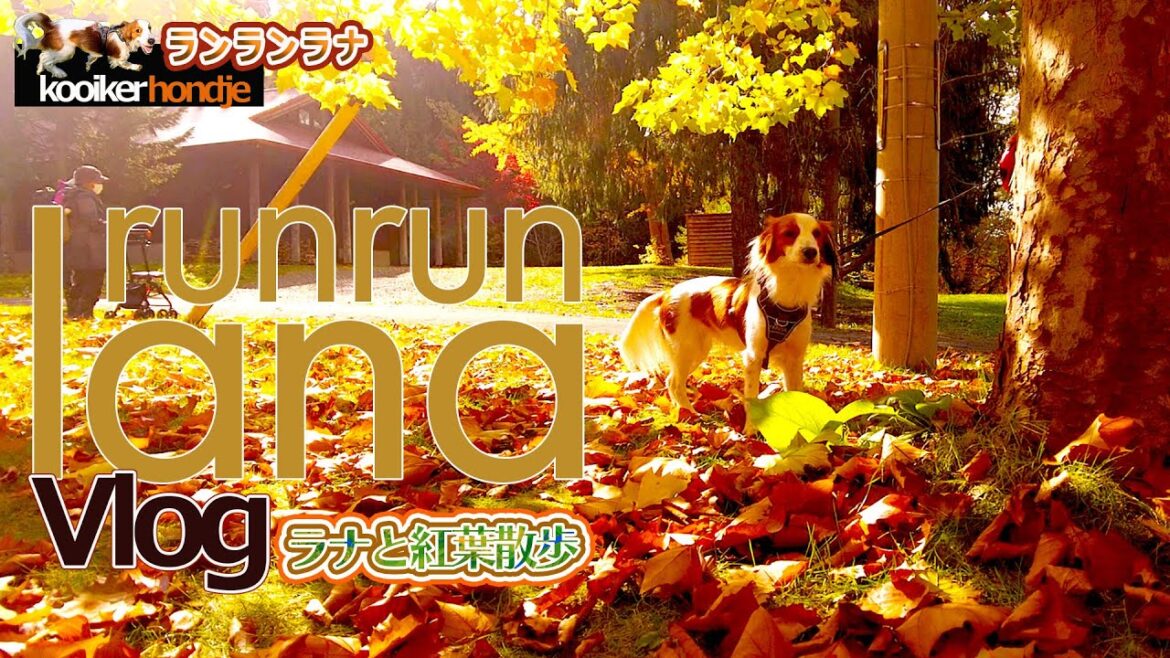 #66 　犬が喜ぶ秋の散歩