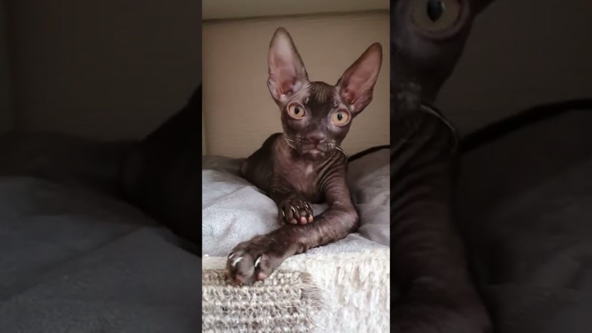 Cornish Rex to cute 😻😽❤ sweetness.