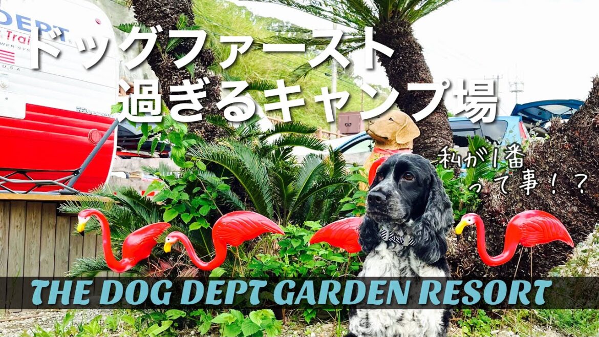 【キャンプ#2】犬連れキャンプ！～ドッグデプトガーデンリゾート～　イングリッシュコッカースパニエル「みみ」 の気持ち