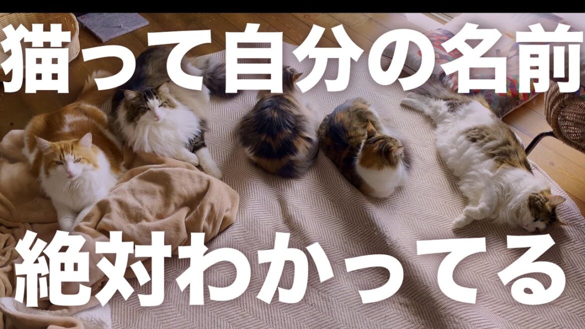 名前呼んでみたらまさかの反応で可愛過ぎた♡［ノルウェージャンフォレストキャットnorwegian forest cat］