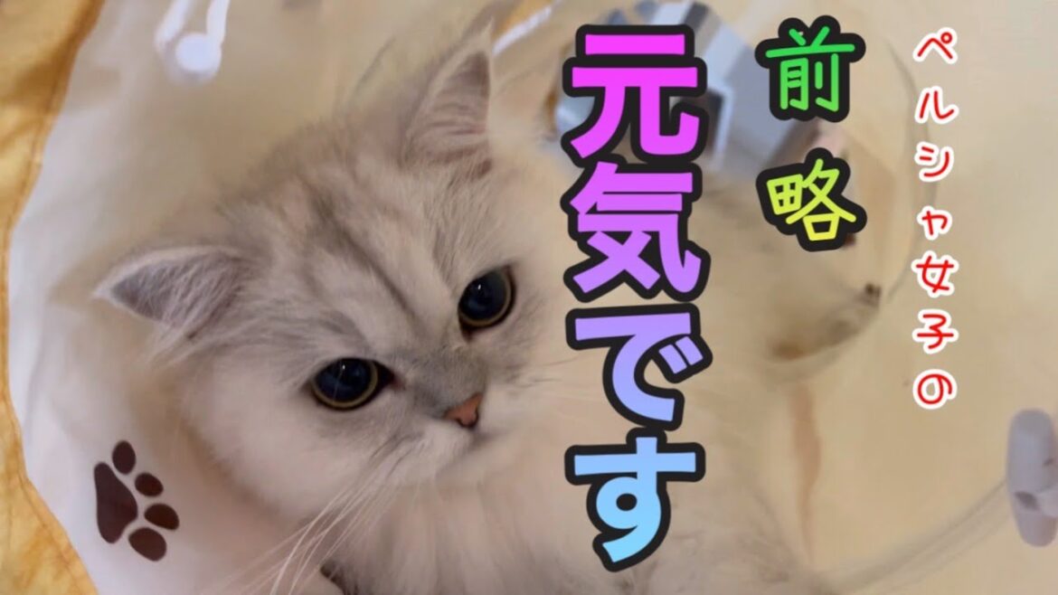 【猫動画】ペルシャ女子の『前略 クルちゃんは元気です。』【引越し】