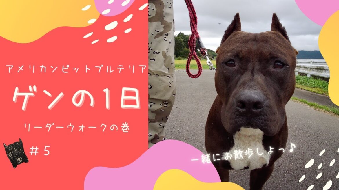 【アメリカンピットブルテリア】ゲンのお散歩♪