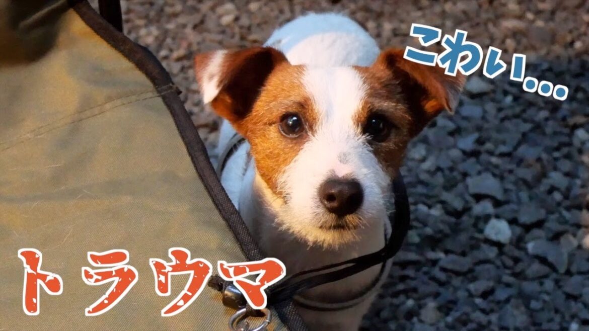 楽しいキャンプのはずが早くおうちに帰りたくてたまらない子犬/ジャックラッセルテリア/多頭飼い 楽しいキャンプのはずが早くおうちに帰りたくてたまらない子犬/ジャックラッセルテリア/多頭飼い
