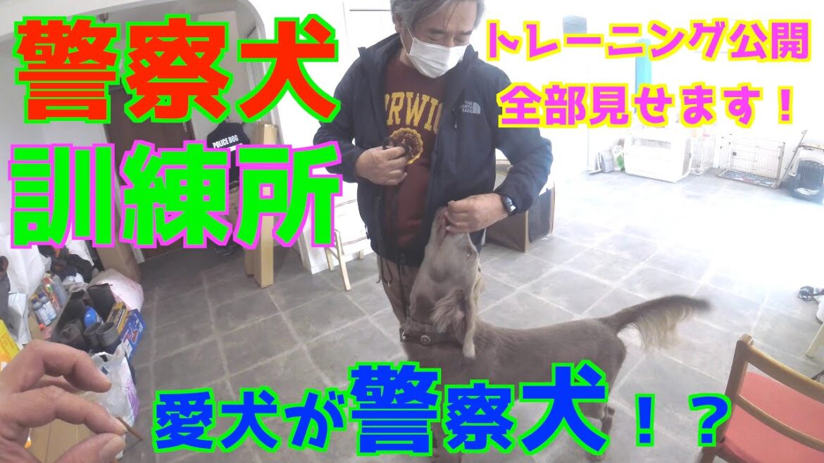 ワイマラナー【警察犬訓練所】で『しつけ』トレーニング！『小佐野ドッグスクール』
