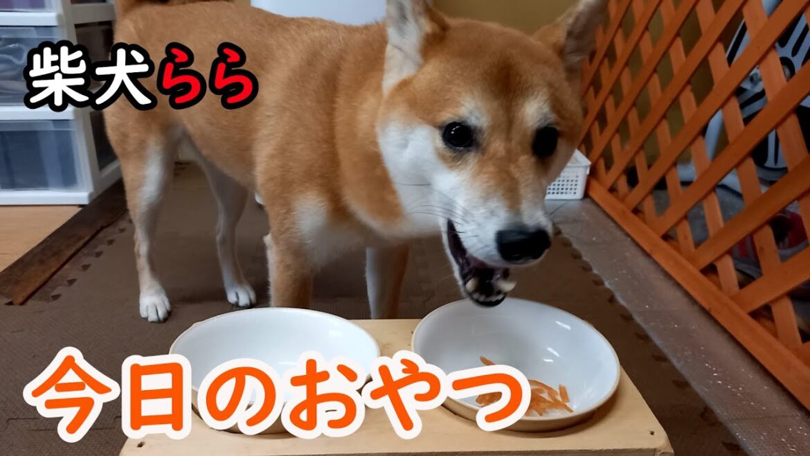 今日のおやつ