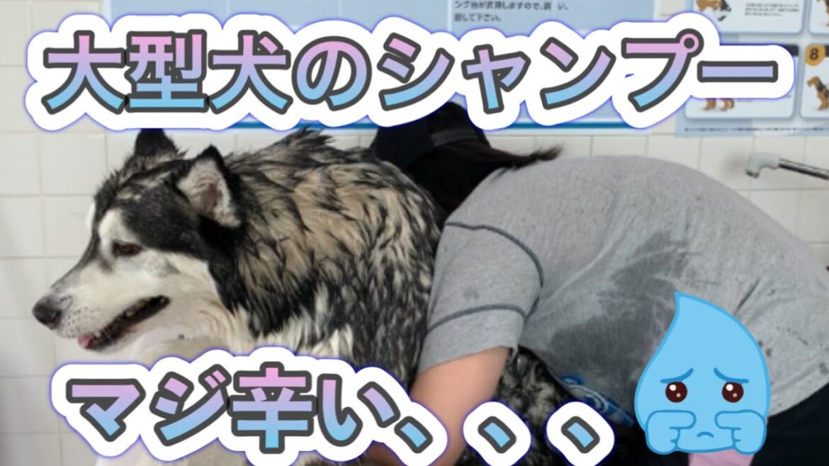 大型犬シベリアンハスキーのお風呂はこんなに大変！！