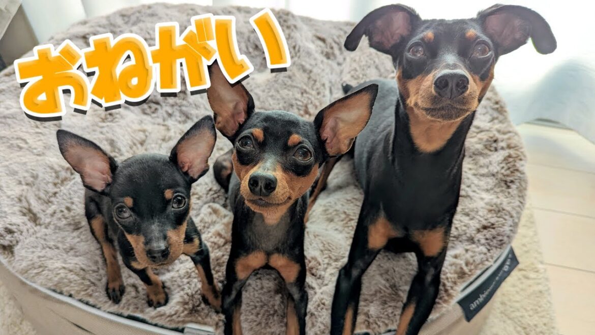 ミニピンの子犬たちの願いを叶える！【アンビエントラウンジ】【ペットベッド】
