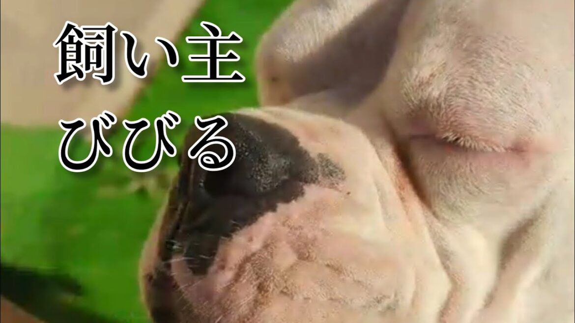 ボクサー犬にビビる飼い主  Owner surprised by boxer dogs