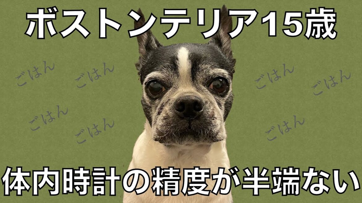 シニア犬15歳の体内時計【ボストンテリア】