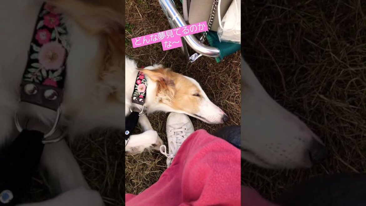 靴を枕にして爆睡する大型犬ボルゾイ #Shorts